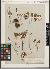 Foto von Salix herbacea L.